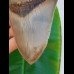 14,4 cm riesiger und sehr massiver Zahn des Megalodon aus Indonesien