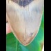 14,4 cm riesiger und sehr massiver Zahn des Megalodon aus Indonesien