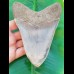 14,4 cm riesiger und sehr massiver Zahn des Megalodon aus Indonesien
