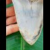 14,4 cm riesiger und sehr massiver Zahn des Megalodon aus Indonesien