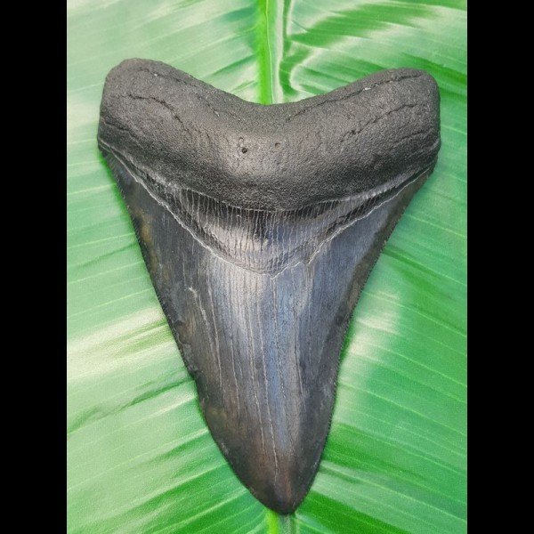 10,9 cm großer, schöner dunkler Zahn des Megalodon
