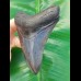 10,9 cm großer, schöner dunkler Zahn des Megalodon