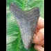 10,9 cm großer, schöner dunkler Zahn des Megalodon