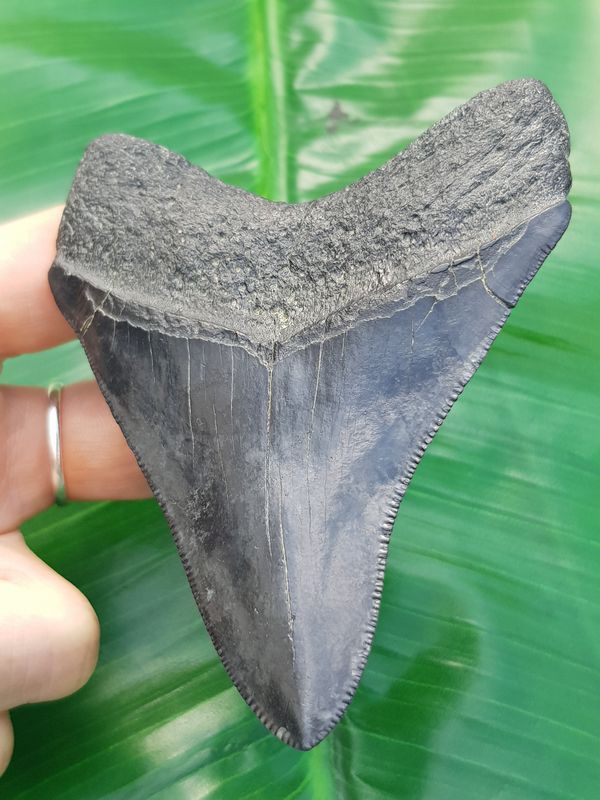 9,5cm-schoener-Flussfund-des-Megalodon-mit-durchgaengiger ...