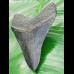9,5cm schöner Flussfund des Megalodon mit durchgängiger Zahnung