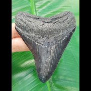 9,5cm schöner Flussfund des Megalodon mit durchgängiger Zahnung