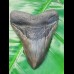 11,5 cm großer Zahn des Megalodon mit schönem Farbspiel