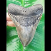 11,5 cm großer Zahn des Megalodon mit schönem Farbspiel