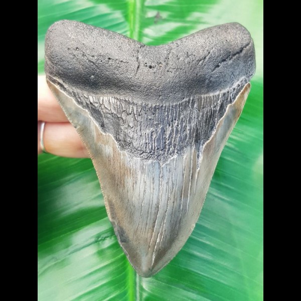 11,5 cm großer Zahn des Megalodon mit schönem Farbspiel