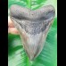 11,5 cm großer Zahn des Megalodon mit schönem Farbspiel