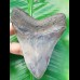 11,5 cm großer Zahn des Megalodon mit schönem Farbspiel