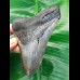 11,5 cm großer Zahn des Megalodon mit schönem Farbspiel
