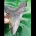 11,5 cm großer Zahn des Megalodon mit schönem Farbspiel