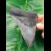 11,5 cm großer Zahn des Megalodon mit schönem Farbspiel