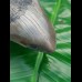 11,5 cm großer Zahn des Megalodon mit schönem Farbspiel
