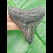 7,0cm sehr spitzer und scharf gezahntes Exemplar eines juvenilen Megalodon