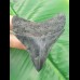7,0cm sehr spitzer und scharf gezahntes Exemplar eines juvenilen Megalodon