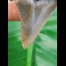 5,1 cm schön gezahnter polierter Zahn des Carcharocles Angustidens