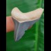 4,2 cm Zahn des Carcharocles Megalodon mit scharfer Spitze aus dem Bone Valley