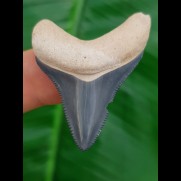 4.2 cm tooth of Carcharocles megalodon with sharp tip from Bone Valley