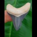 4,2 cm Zahn des Carcharocles Megalodon mit scharfer Spitze aus dem Bone Valley
