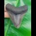 7,4 cm großer Zahn des Megalodon mit sehr schön erhaltener schwarzer Wurzel