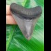 7,4 cm großer Zahn des Megalodon mit sehr schön erhaltener schwarzer Wurzel