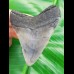 7,4 cm großer Zahn des Megalodon mit sehr schön erhaltener schwarzer Wurzel
