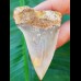 6,1cm großer schöner Zahn des Isurus hastalis Makohais