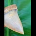 6,1cm großer schöner Zahn des Isurus hastalis Makohais