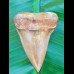 6,1cm großer schöner Zahn des Isurus hastalis Makohais