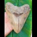 15,2 cm riesiger Zahn des Carcharocles Megalodon mit einzigartigem Farbspiel aus Bali