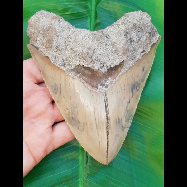 15,2 cm riesiger Zahn des Carcharocles Megalodon mit einzigartigem Farbspiel aus Bali