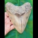 15,2 cm riesiger Zahn des Carcharocles Megalodon mit einzigartigem Farbspiel aus Bali