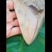 15,2 cm riesiger Zahn des Carcharocles Megalodon mit einzigartigem Farbspiel aus Bali