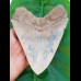 15,2 cm riesiger Zahn des Carcharocles Megalodon mit einzigartigem Farbspiel aus Bali