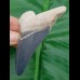 8,3 cm beeindruckender blauer Zahn des Megalodon aus dem Bone Valley