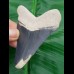 8,3 cm beeindruckender blauer Zahn des Megalodon aus dem Bone Valley