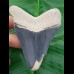 8,3 cm beeindruckender blauer Zahn des Megalodon aus dem Bone Valley