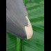 8,3 cm beeindruckender blauer Zahn des Megalodon aus dem Bone Valley