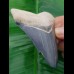 8,3 cm beeindruckender blauer Zahn des Megalodon aus dem Bone Valley