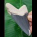 8,3 cm beeindruckender blauer Zahn des Megalodon aus dem Bone Valley