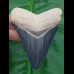 8,3 cm beeindruckender blauer Zahn des Megalodon aus dem Bone Valley