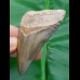 7,1 cm very rare green megalodon - tooth from Peru