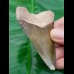 7,1 cm very rare green megalodon - tooth from Peru