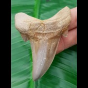 7,4 cm großer Zahn des Otodus sokolovi