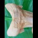 7,4 cm großer Zahn des Otodus sokolovi