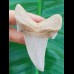 7,4 cm großer Zahn des Otodus sokolovi