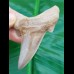 7,4 cm großer Zahn des Otodus sokolovi