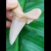 7,4 cm großer Zahn des Otodus sokolovi